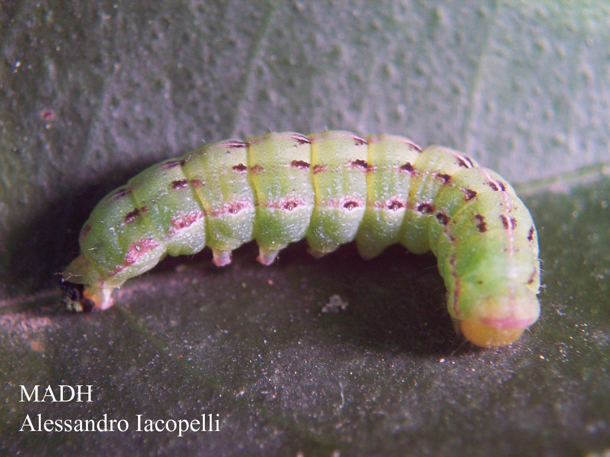 Bruco di Noctuidae